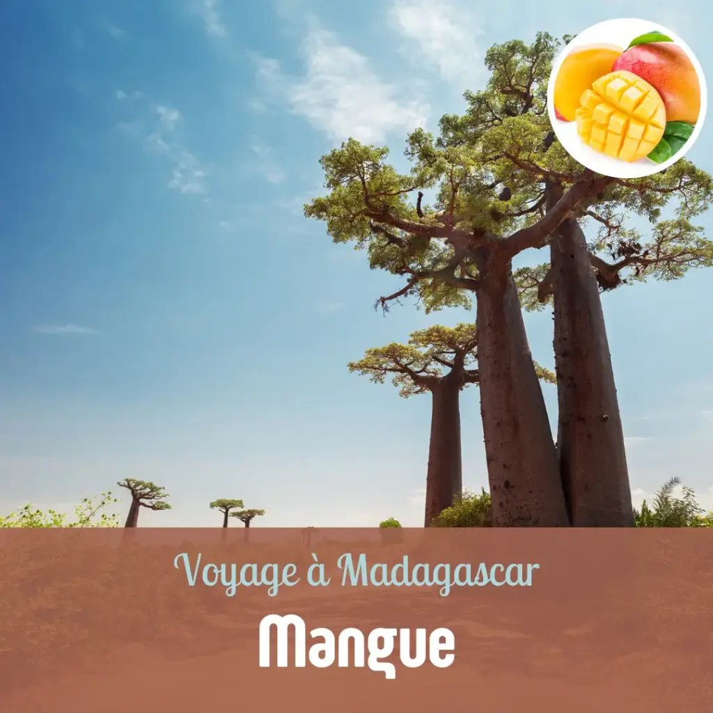 Voyages de Rêve - 1h30 (Voyage à Madagascar : Mangue, Pas de sauna)